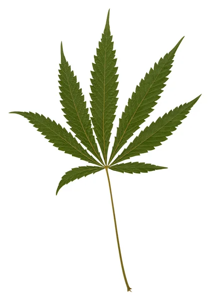 Typical green hemp leaf — Stock Photo, Image