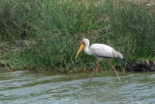 Waterside wading Yellow-billed Stork — Stock Photo, Image