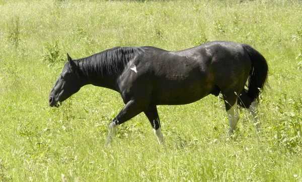 Cavallo scuro in un ambiente soleggiato — Foto Stock