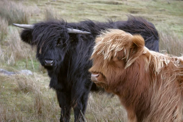 Highland cattle scenery — Stock Photo, Image