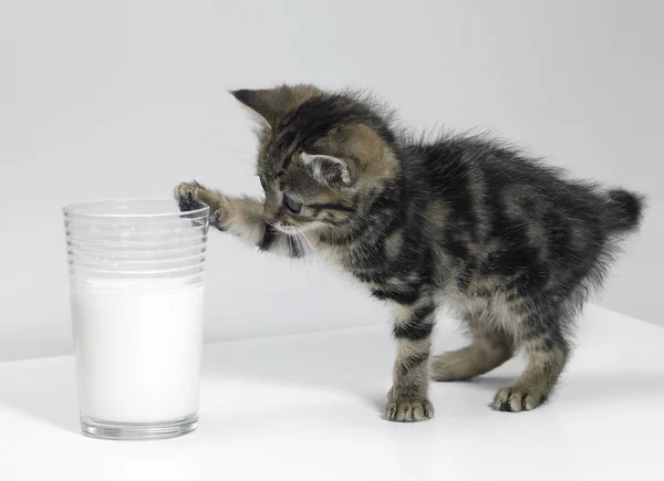 Kitten touching a glass of milk — Stock Photo, Image