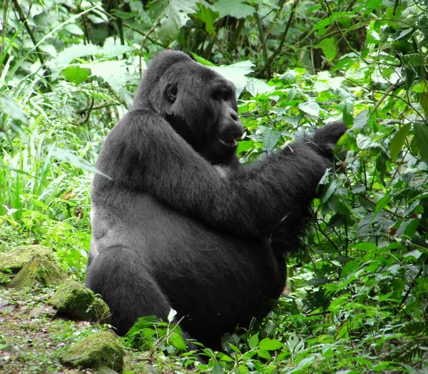 在丛林中的大猩猩 — 图库照片