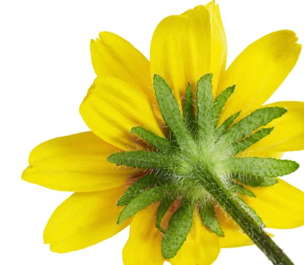 Backside flower detail — Stock Photo, Image