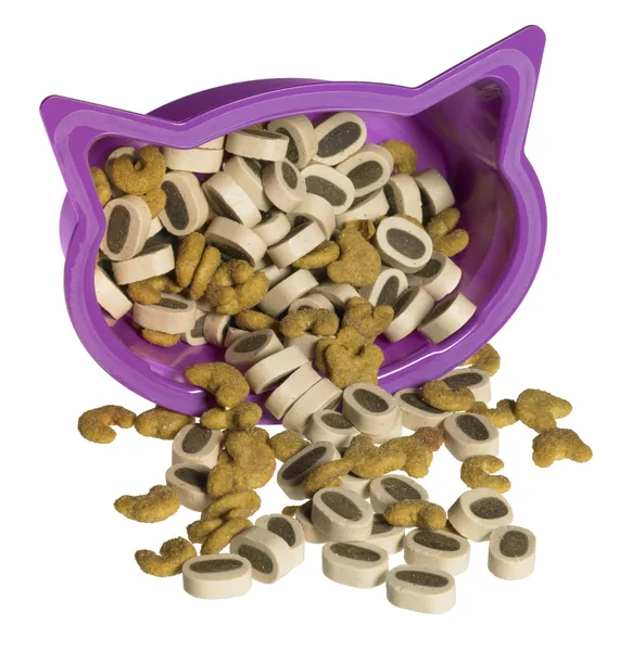 Kat voedsel en violet vak — Stockfoto