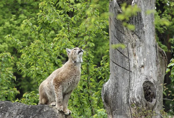 Eurasian Lynx ready to jump — Stock Photo, Image