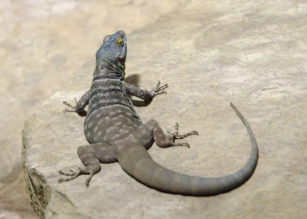 Lizard on stone surface — Stock Photo, Image