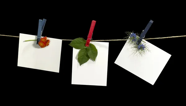 Prádelní a štítky s květinami — Stock fotografie