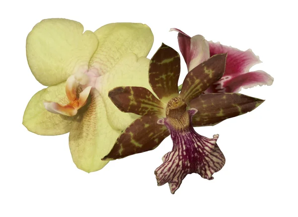 Orchideenblüten isoliert auf weiß — Stockfoto