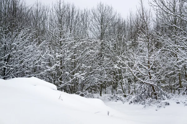 Снежный лес — стоковое фото