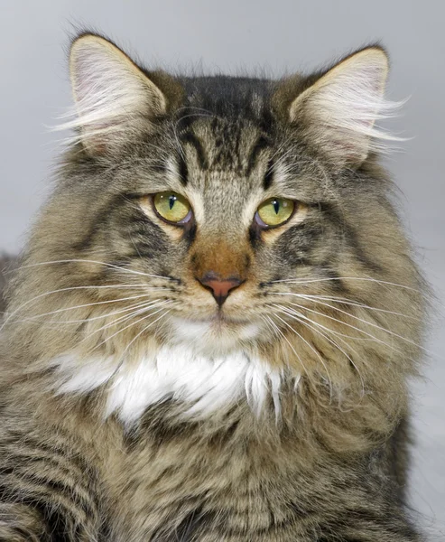 Norwegian Forest Cat portrait — Stock Photo, Image