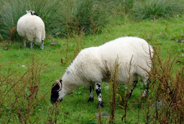 Weidende schottische Schafe — Stockfoto