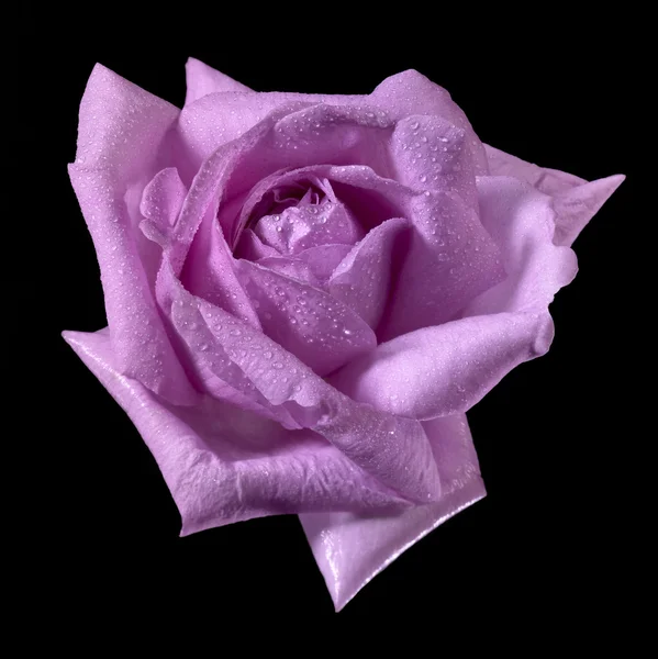 Рожева квітка мокрої троянди — стокове фото