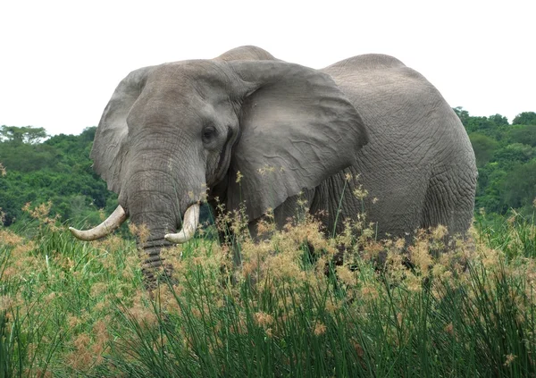 Elefante en alta vegetación herbácea — Foto de Stock