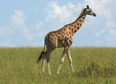 Giraffe in Africa clipart