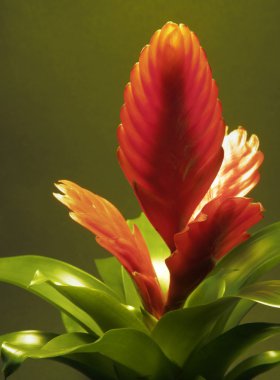 Red bromeliad clipart