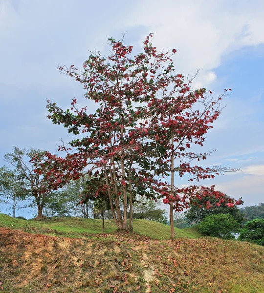 Colored trees in Uganda — Stock Photo, Image