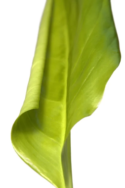 Green spring leaf — Stock Photo, Image