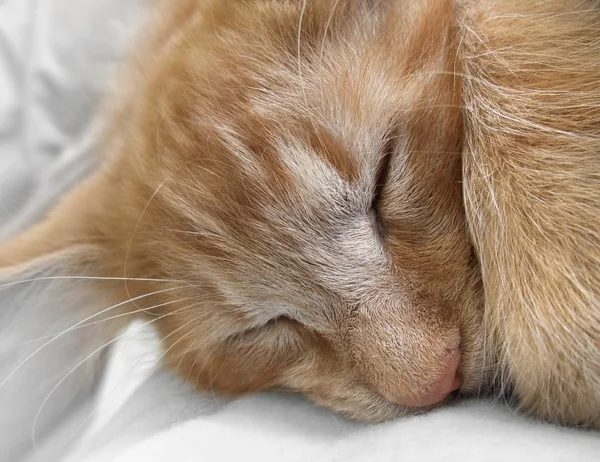 Sovande katt porträtt — Stockfoto