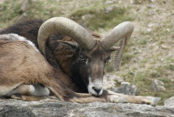 Mouflon descansando sobre la formación de rocas — Foto de Stock
