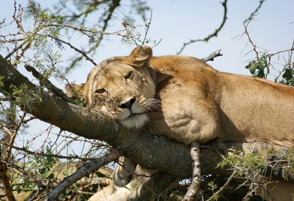 Το λιοντάρι αναπαύεται σε ένα δέντρο — Φωτογραφία Αρχείου