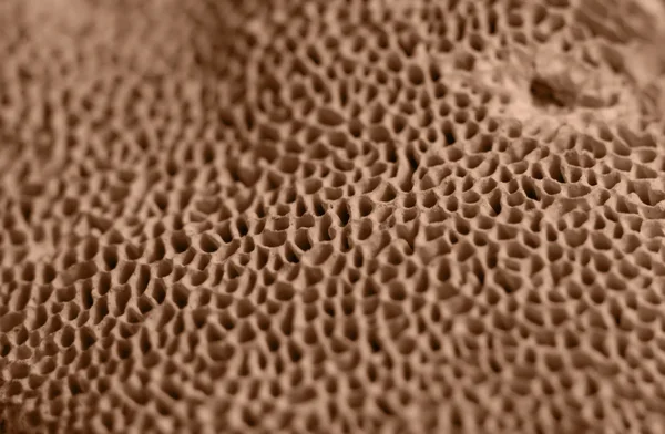 Абстрактный гриб — стоковое фото