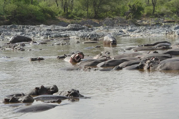 Hippos in het water — Stockfoto