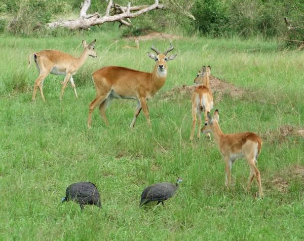 Uganda kobs w roślinność trawiasta — Zdjęcie stockowe