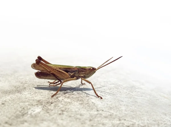 Small grasshopper — Stock Photo, Image