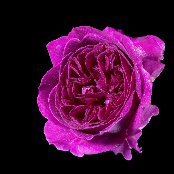 Våt lila rosa blomma — Stockfoto