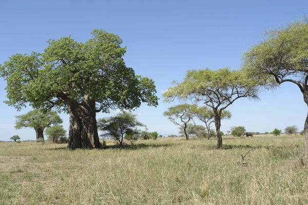 Сцена с деревом баобаб в Африке — стоковое фото