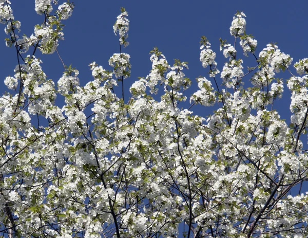 Twigs beyaz çiçekleri ile dolu bir sürü — Stok fotoğraf