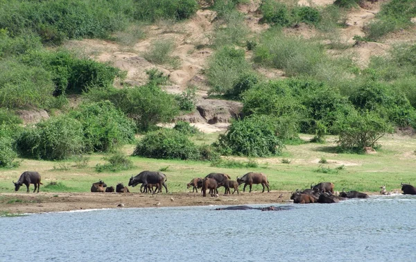 Afrikanska bufflar waterside i uganda — Stockfoto