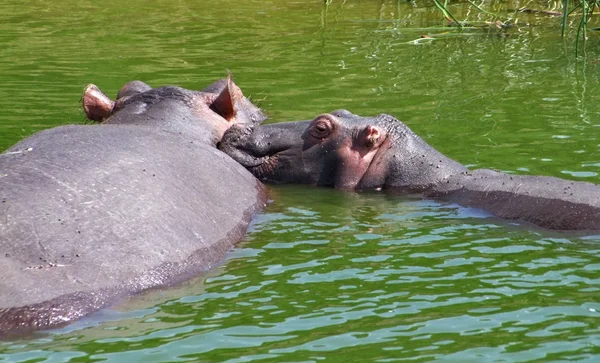 Twee nijlpaarden in Oeganda — Stockfoto