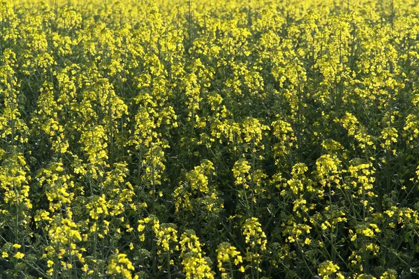 Stock image Yellow canola flowers