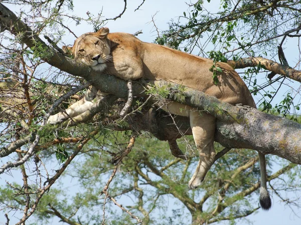 León descansando sobre un árbol — Foto de Stock