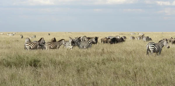 Животные Серенгети в высокой траве — стоковое фото