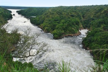River Nile around Murchison Falls clipart