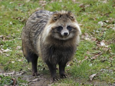 Raccoon Dog in natural ambiance clipart