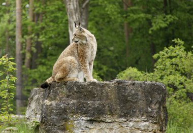 Eurasian Lynx on rock formation clipart