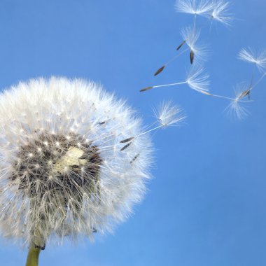 Dandelion blowball and flying seeds clipart