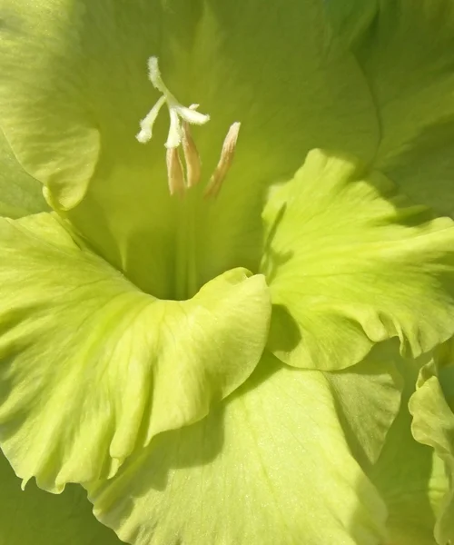 Green gladiolus flower closeup — Stock Photo, Image