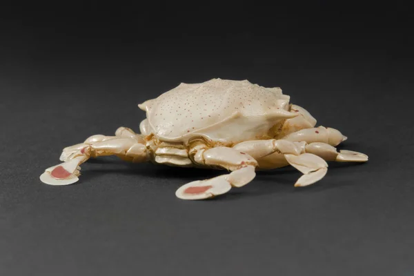 Crabe lunaire dans le dos sombre — Photo
