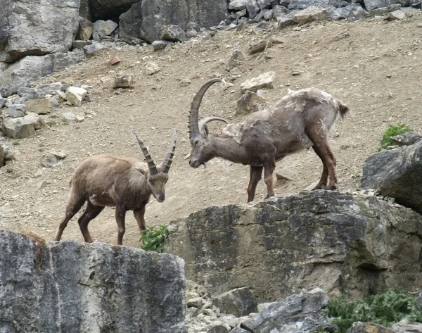 Ibex alpino em formação de rochas — Fotografia de Stock