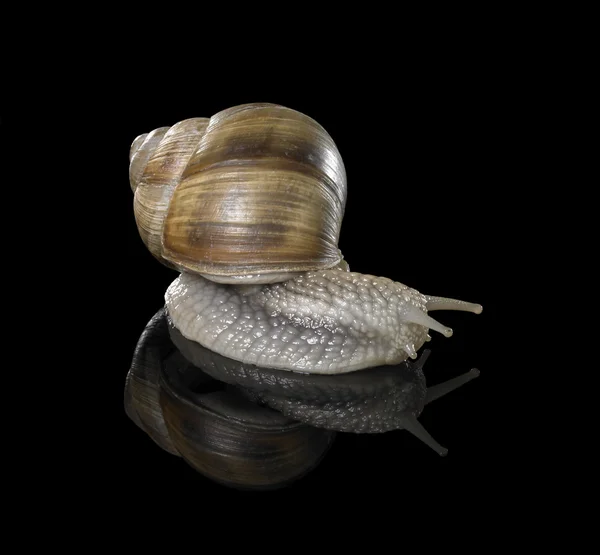 Grapevine snail on black — Stock Photo, Image