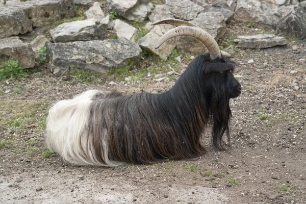 Valais blackneck koza odpočívá na zemi — Stock fotografie