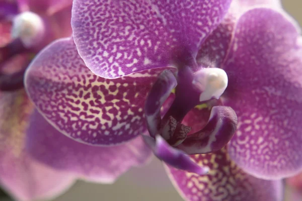 Primo piano orchidea viola — Foto Stock