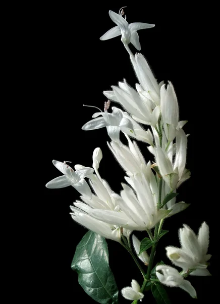 Fleur blanche exotique — Photo