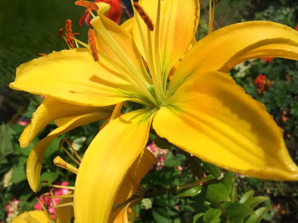 Flor amarela em vegetação verde — Fotografia de Stock