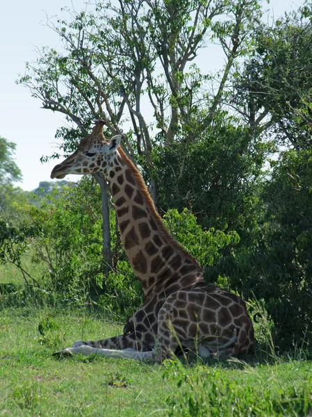 Girafa descansando na sombra — Fotografia de Stock