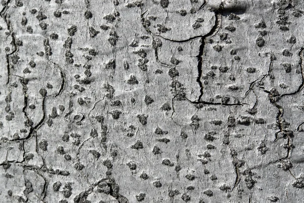 Abstract grey bark detail — Stock Photo, Image